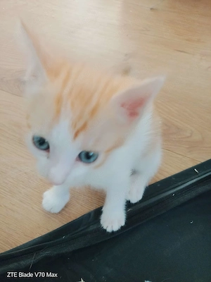 Zwei süsse Bkh Mix Kitten  Bild 2