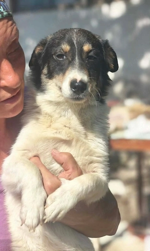 Sancho - soll er dein treuer Begleiter werden?
