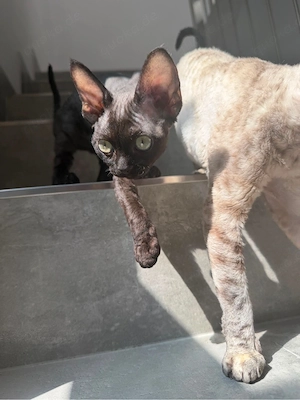 Devon Rex Kitten mit Stammbaum  Bild 9