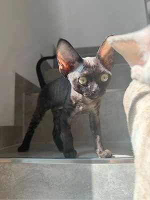 Devon Rex Kitten mit Stammbaum  Bild 8