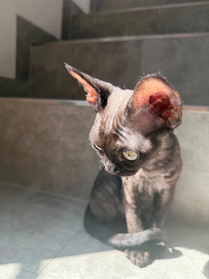 Devon Rex Kitten mit Stammbaum 