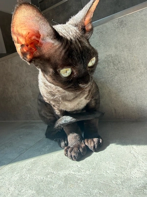 Devon Rex Kitten mit Stammbaum  Bild 10