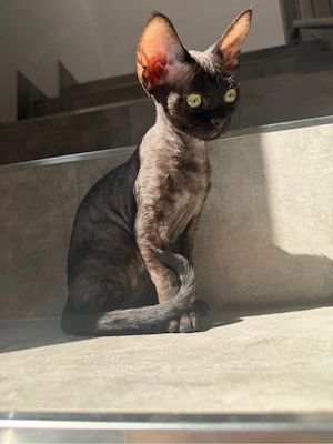 Devon Rex Kitten mit Stammbaum 