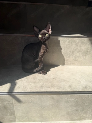 Devon Rex Kitten mit Stammbaum 
