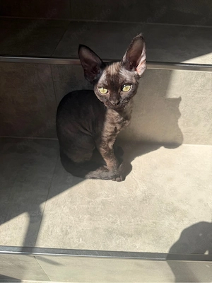 Devon Rex Kitten mit Stammbaum  Bild 5