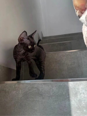 Devon Rex Kitten mit Stammbaum  Bild 4