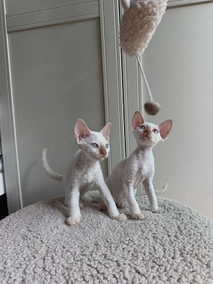 Unsere kleinen Devon Rex Schätze suchen ihre Familien