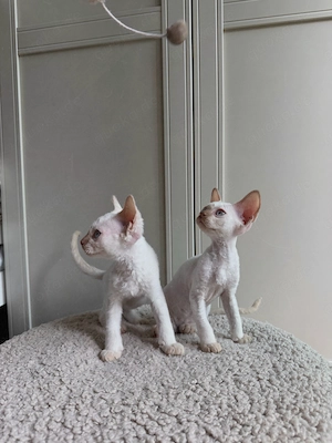 Unsere kleinen Devon Rex Schätze suchen ihre Familien