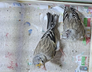 Mischlinge Stieglitz & Kanarienvögel  Bild 2