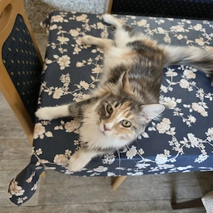 Maine Coon Katze