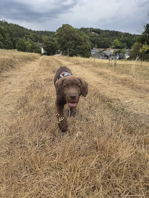 Schoko-Labrador-Rüde (13 Wochen) sucht passendes Zuhause