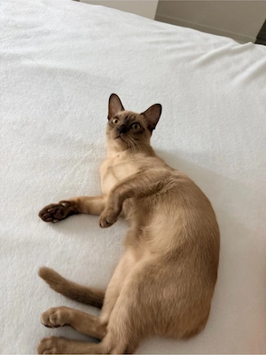 Burma Kitten Weiblich 