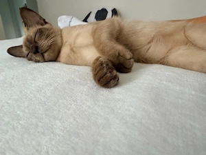 Burma Kitten Weiblich 