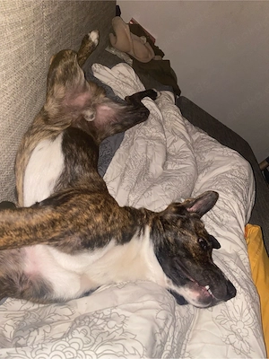 Akita Bully Mix Dobbie