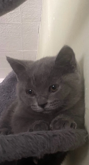 BKH Katerchen Reinrassig