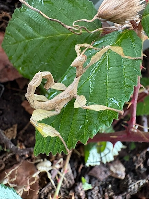 extatosoma tiaratum Australische Gespenstschrecke