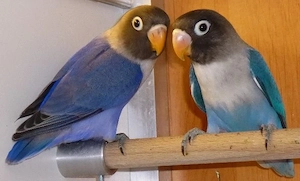 Blaue Schwazköpfchen