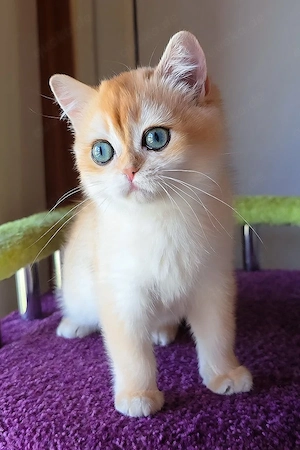 Liebevoller 3 Monate alter Kater sucht ein schönes Zuhause