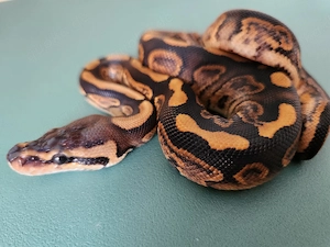 0.1 Königspython Bongo Black Pastel 100 % het Pied Bild 5
