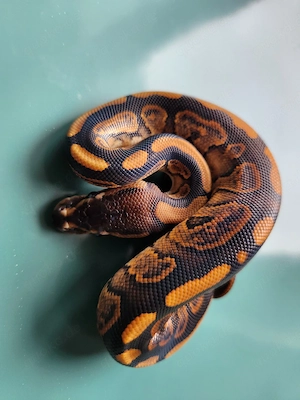 0.1 Königspython Bongo Black Pastel 50 % het Pied