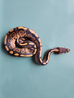 0.1 Königspython Bongo Black Pastel 100 % het Pied Bild 4