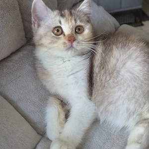 Knuffiges BKH Kätzchen in choco silver tortie tabby mit Ahnentafel