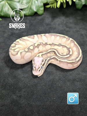 " RESERVIERT " 1.0 Calico Lesser Super Pastel NZ.26 - Königspython Python regius Bild 3
