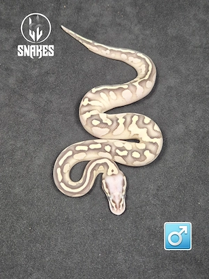" RESERVIERT " 1.0 Calico Lesser Super Pastel NZ.26 - Königspython Python regius Bild 2