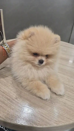 pomeranian