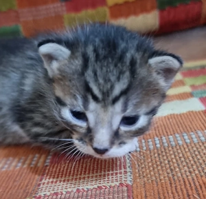 Unsere letzten beiden Babys suchen noch ihre Fanilie