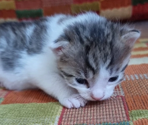 Kleiner Kater, knapp 4 Wochen, Abgabe ab Oktober