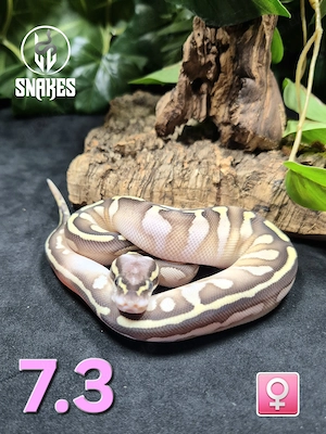 1.1 Calico Lesser Pastel NZ.26 - Königspython Python regius