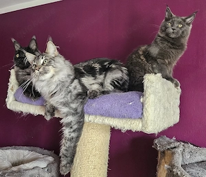 Maine Coon Babys Kitten