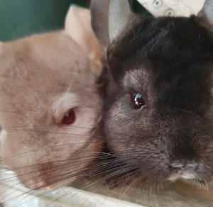 2 Chinchilla-Mädels mit   ohne zum Käfig ausgebauten Schrank 
