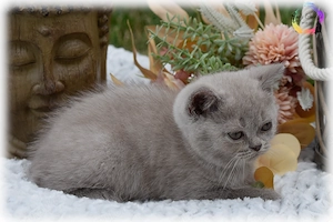 Top sozialisierte reinrassige BKH - Katzenbabys mit Stammbaum