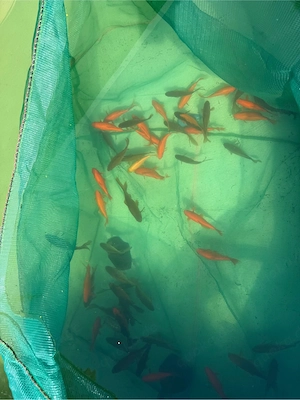 Goldfische 