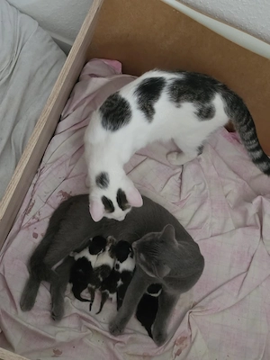 süße Britisch-Kurzhaar-Mix Kitten suchen ein liebevolles Zuhause