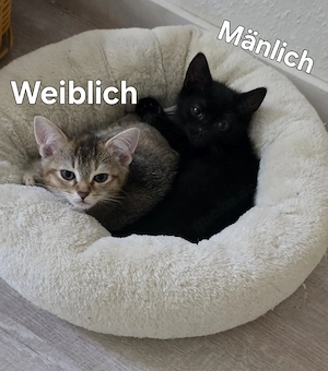 Liebevolle BKH-Katzen  Mix