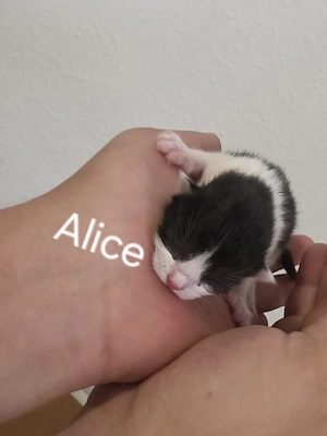5 Kleine bkh mix kitten suchen ihre Dosenöffner 