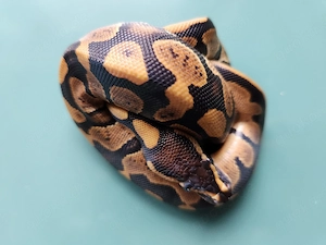 Königspython 0.1 Classic pos het Black Pastel 50 % het Pied