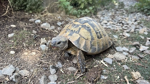 adulte Griechische Landschildkröte männlich 2004 (Testudo hermanni boettgeri)