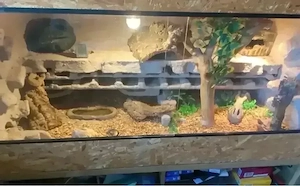 6 Leopardengeckos