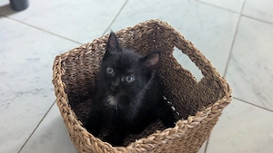 Katze Britisch Kurzhaar kitten 