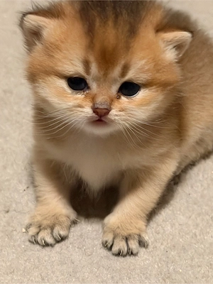 goldenes Chinchilla-Mädchen!!