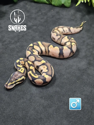 1.1 Calico Pastel NZ.26 - Königspython Python regius
