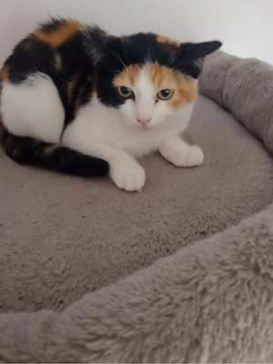 Babykatzen 