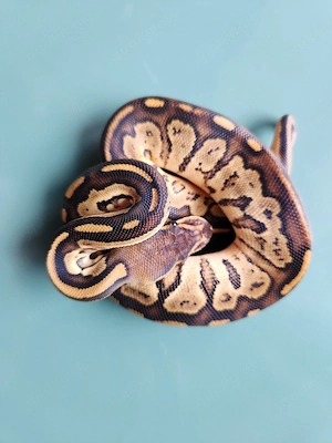 Königspython 0.1 Bongo Lesser 100 % het Pied