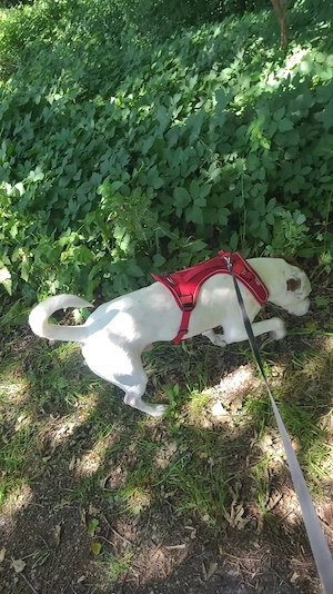 Rocky - sucht ein neues liebevolles Zuhause