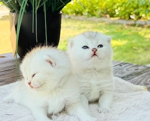 BKH  Kitten