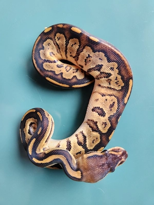 Königspython 0.1 Bongo Lesser 50 % het Pied